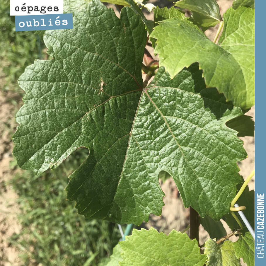 Le jurançon noir planté l’année dernière est en pleine forme. On devrait récolter quelques grappes l’année prochaine.