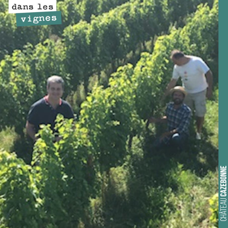 On a fait le tour des parcelles pour goûter l’avancement des raisins blancs. De fortes disparités de maturité entre parcelles sur un même cépage. Mais certaines sont très bien avancées. On commence...