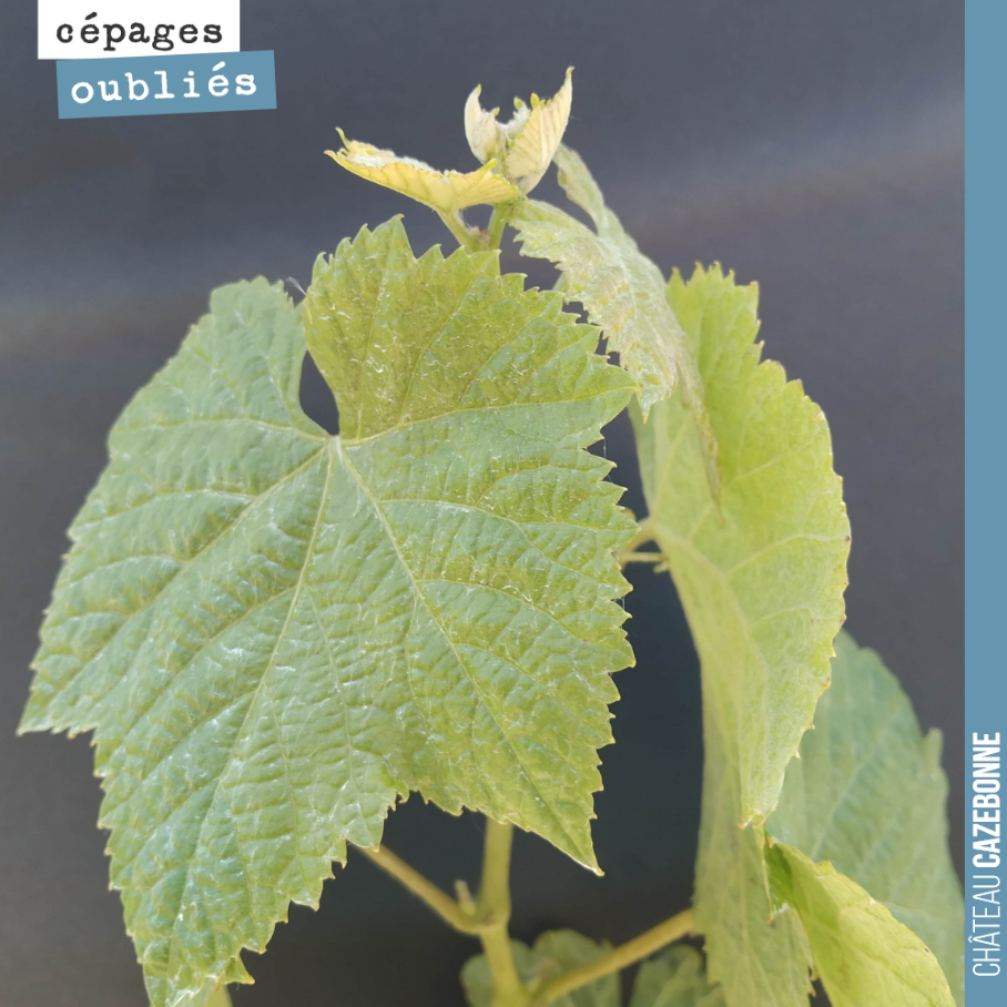 On vous présente aujourd’hui le bouchalès, cépage autrefois très présent en Gironde notamment dans le Blayais. Il propose des raisins très gourmands, sur le fruit.