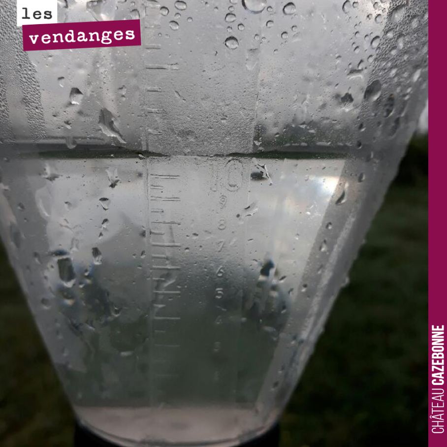 11mm de pluie hier soir. L’ambiance est tropicale, ce matin...
Attention au botrytis, cela peut se développer très vite, surtout vu les chaleurs annoncées. On vendange demain les parcelles demain...