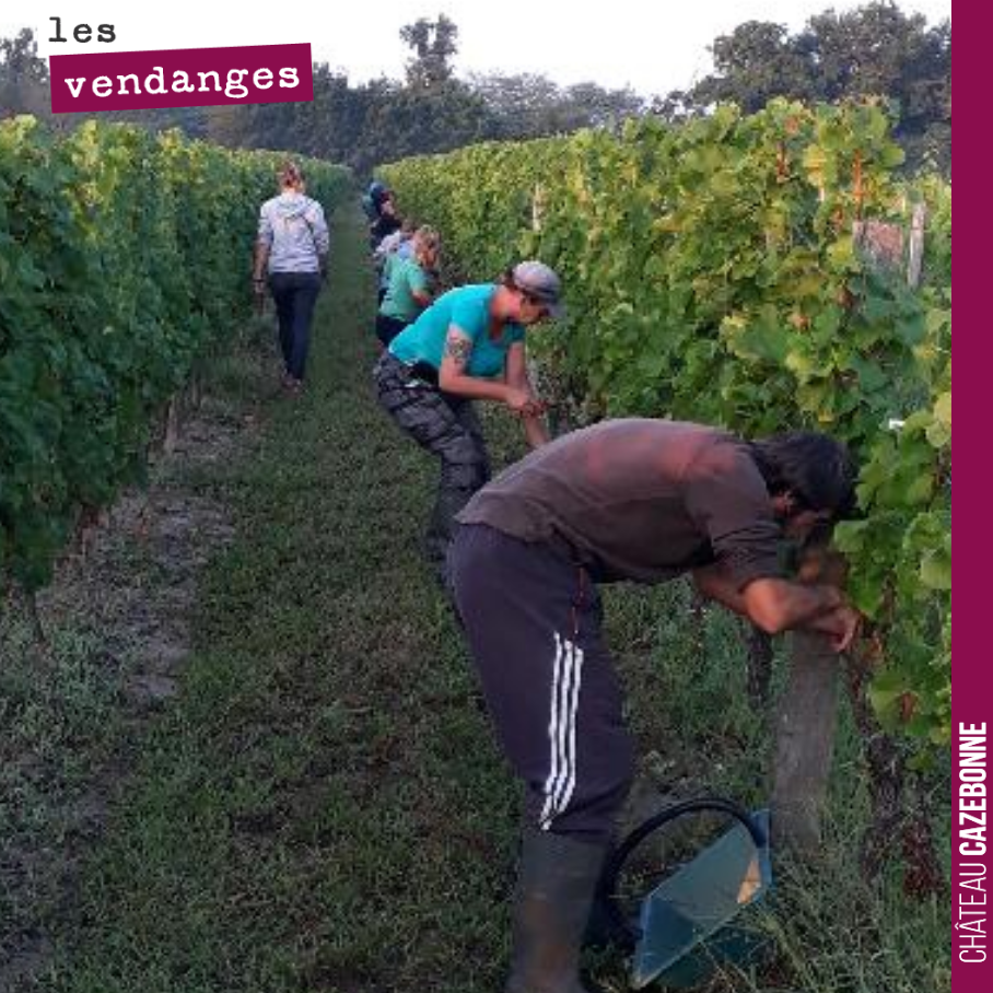 C’est parti pour les vendanges 2019. On récolte des sémillons et sauvignons qui vont servir à la production d’un pétillant naturel.