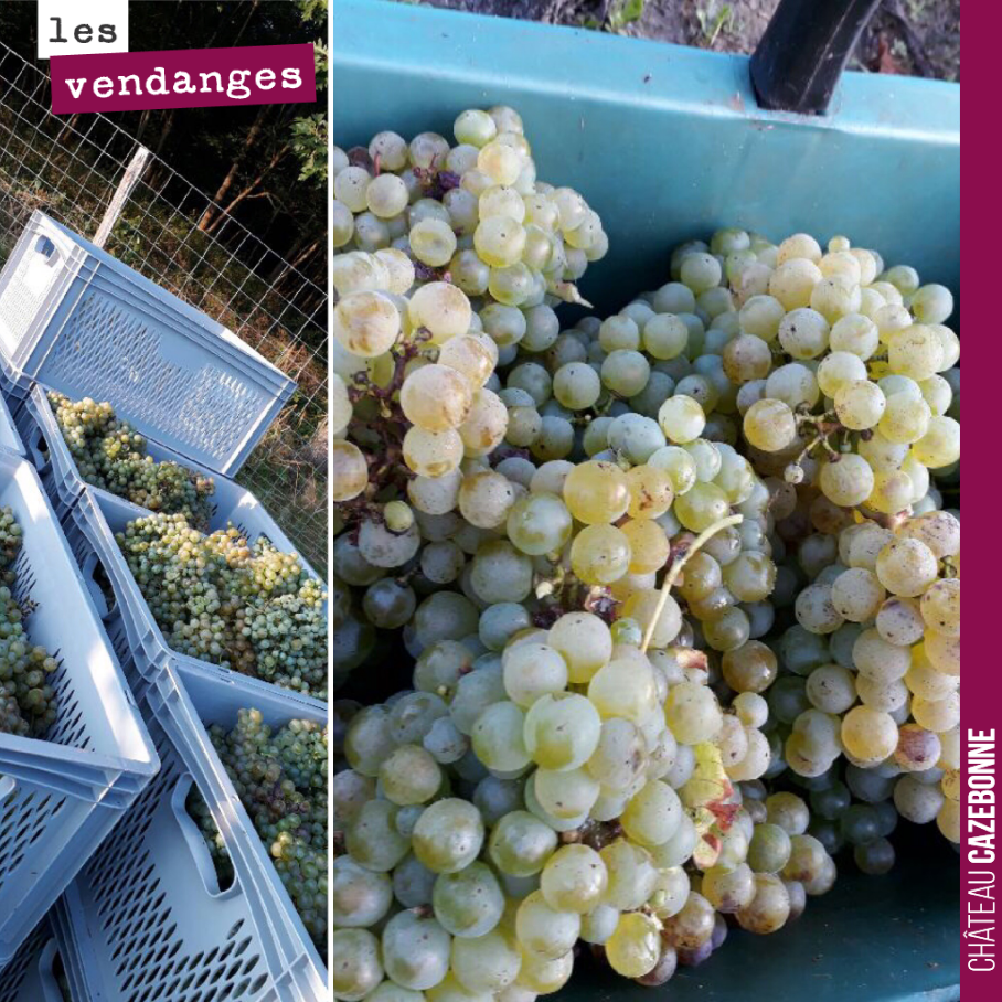 Bilan de cette première journée de vendange.
22 hectos de semillon rentréset pressés. Il est en cuve en train de refroidir pour effectuer un débourbage. On fera une analyse du jus demain.
La jou...