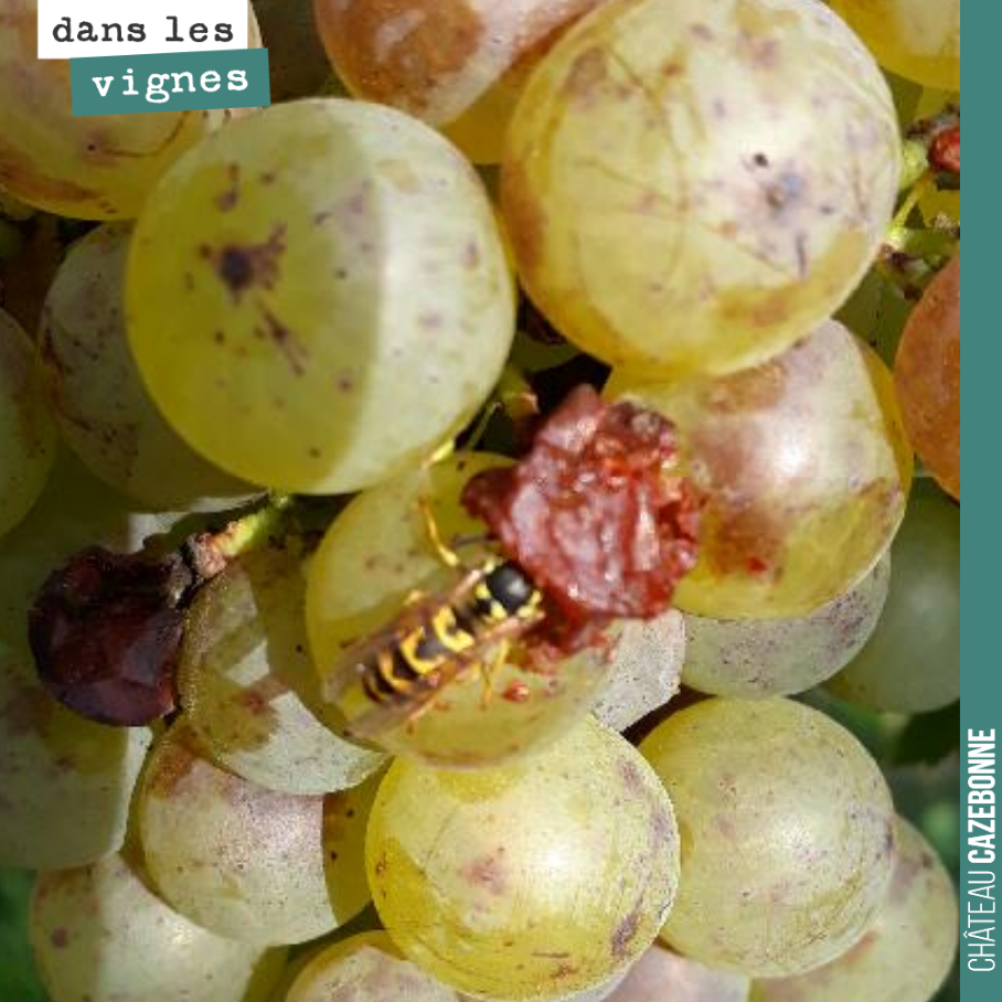 Pas folle la guêpe !
Elle se régale des baies bien gorgées de sucre et touchées par les vers de grappe.
Les grains touchés sèchent bien. Pas de pourriture constatée sur les grappes de semillon à...