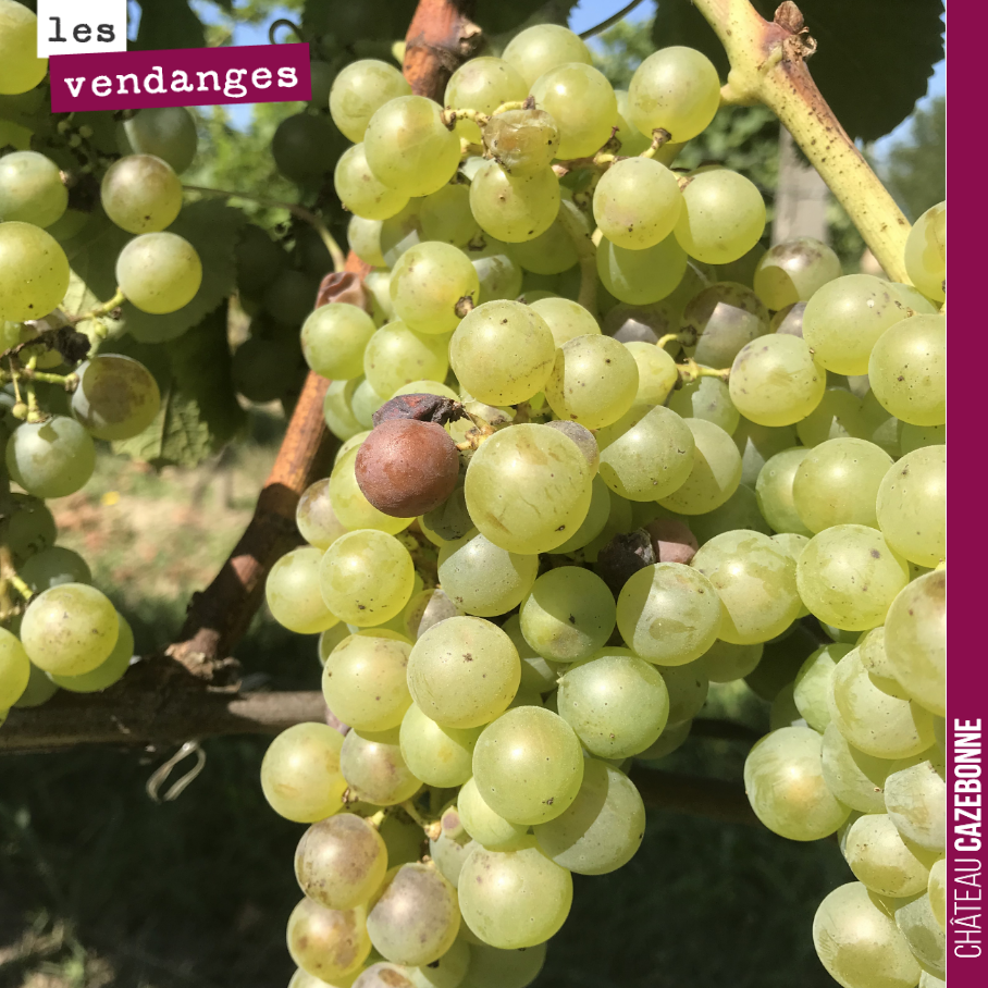 Pas de journée sans vendanger pour la semaine à venir.
9 hectares de blancs à rentrer au total.
On a fait le tour vendredi de toutes les parcelles, îlot par îlot, pour voir ce qui était mûr et...