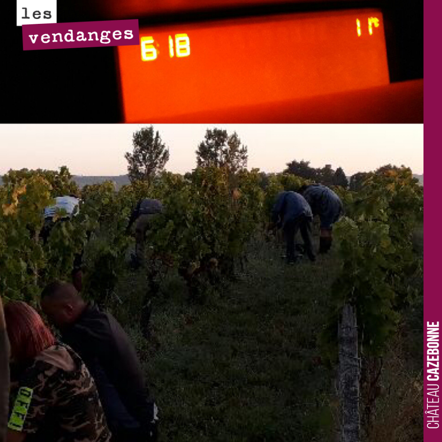 Il faisait frais ce matin et on a attaqué tôt. D’excellentes conditions pour récolter des grappes saines et bien fraîches. On ramasse sauvignons et sauvignons gris pour notre cuvée Peyron-Bouché. E...