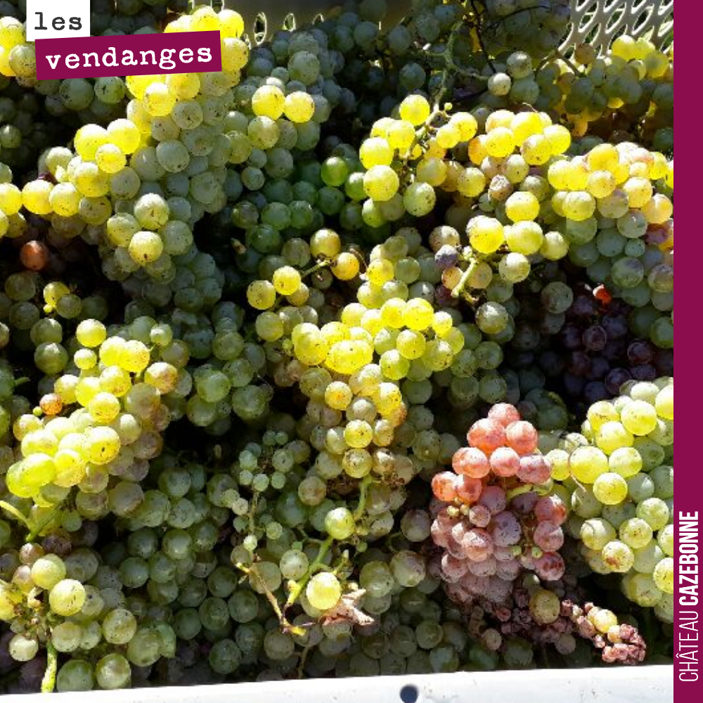 On vendange un rang de semillon et tout d'un coup, on tombe sur une grappe rose. C'est qu'autrefois, on pouvait coplanter un autre cépage au milieu d'un rang. Erreur, choix volontaire ? Difficile à...