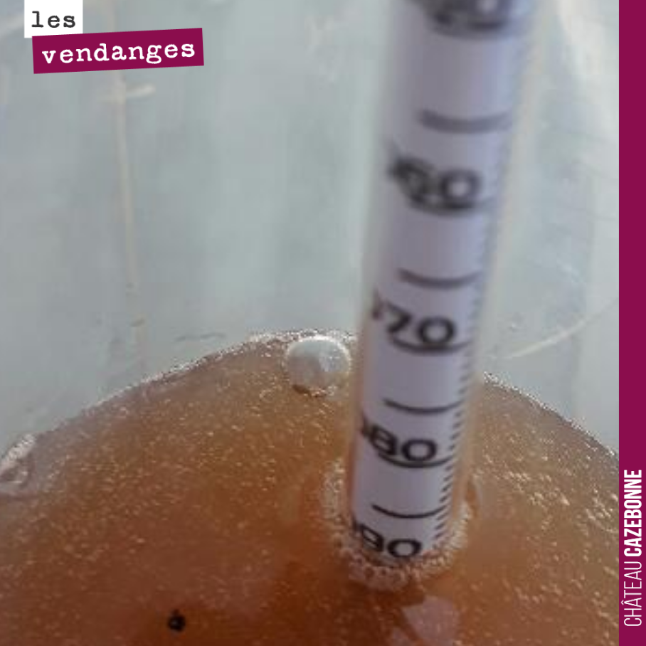 1090 de densité pour le jus que nous avons rentré hier, c'est pas mal du tout. Cela fait un équivalent de 12,5 degrés d’alcool sur un assemblage semillon sauvignon issu de la parcelle de Bouché.
S...