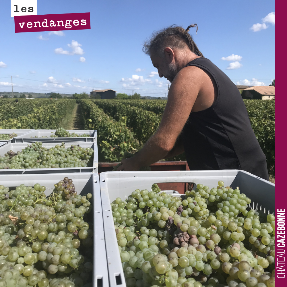 On a vendangé à la main vendredi , notre parcelle de sauvignon de Peyron. Près de 400 caisses ramassées; de 22 kilos en moyenne. Ces sauvignons sont murs et conserve un bon pH. Une très belle cuvée...