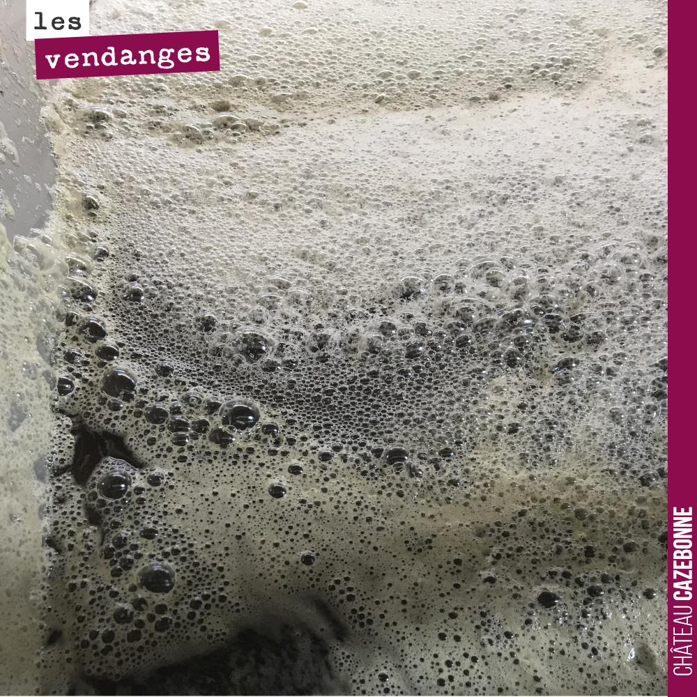 Quel bonheur de voir le jus couler dans le pressoir après deux années de disette. La vendange n'est pas pléthorique cette année, mais c'est une vendange complète pour nous, qui va nous permettre de...
