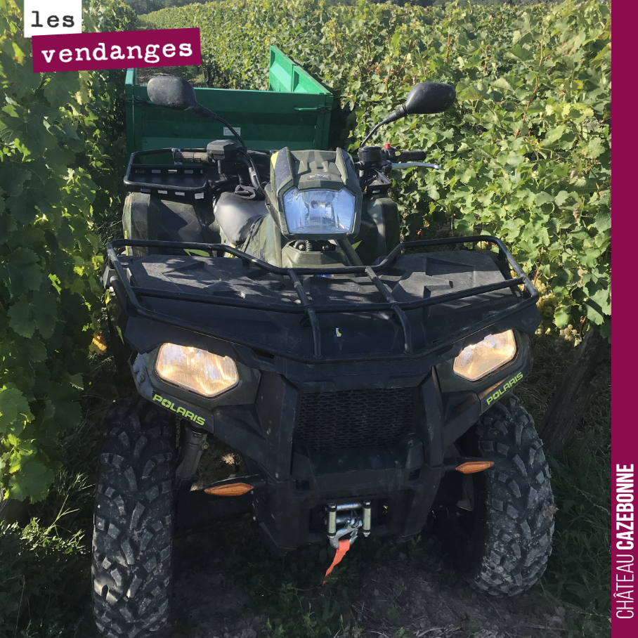 On nous a prêté un quad pour les vendanges à la main. Il faut reconnaître que c'est très pratique pour ramener les caisses de vendanges au bout du rang et éviter qu'un porteur fasse ce travail à la...