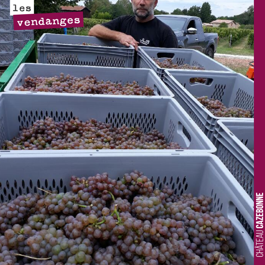 Les sauvignons gris récoltés étaient magnifiques cette année, sur notre parcelle surgreffée de médecine. Cela a beaucoup de goût, cela garde encore une très belle acidité. On les a mis dans une ja...