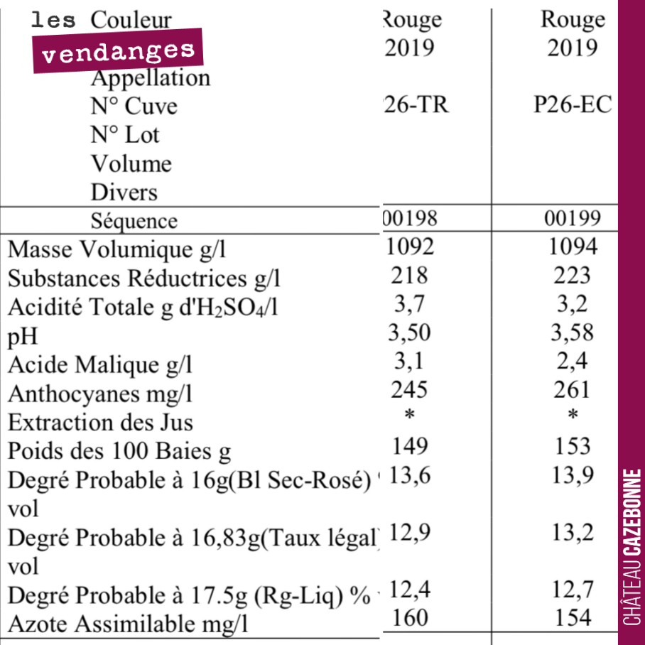 Sur la même parcelle, sur le même cépage (merlot), nous avons en alternance écimé ou tressé la vigne.
Tresser la vigne permet de ne pas stresser la vigne tout en maintenant le palissage nous perme...