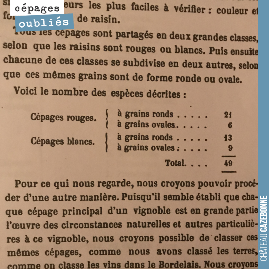 Cité dans La vigne dans le bordelais 1868.
49 cépages à Bordeaux, 27 rouges, 22 blancs...
Ces cépages, pour ceux qui n’ont pas définitivement disparus, ne sont plus pour la plupart autorisés dans...