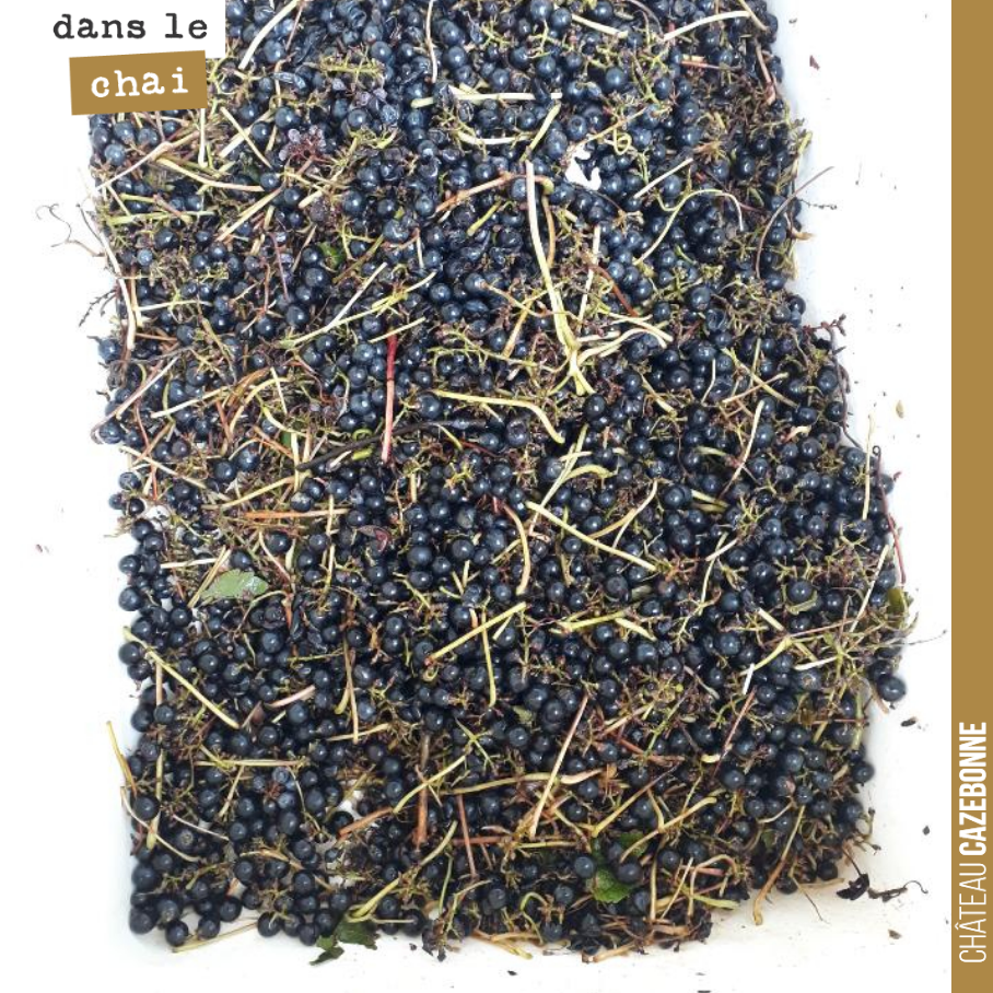 On utilise la machine à vendanger pour les merlots de notre cuvée Entre amis. Mais derrière la machine, on utilise une table de tri pour éliminer les pétioles et autres baies. Ici photo des élément...