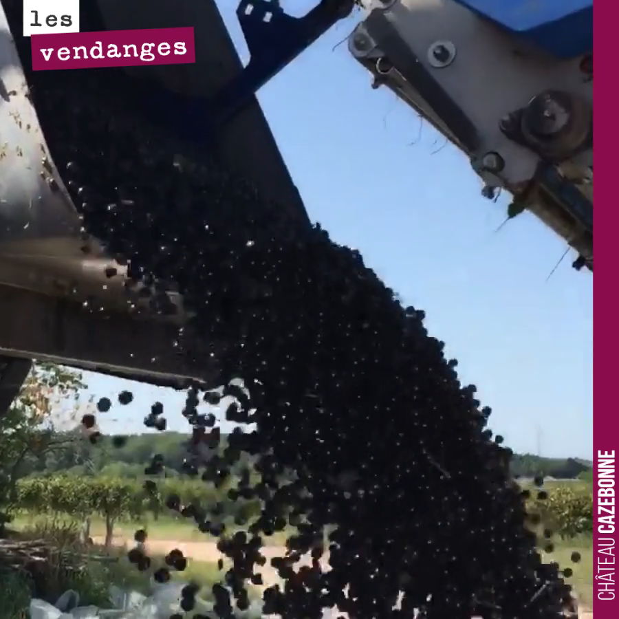 Elles sont belles ces billes de merlot pour notre cuvée Entre amis. Il nous reste à trier la vendange pour enlever les pétioles.
Une très jolie couleur à peine dans la cuve, déjà un joli fruit. Hâ...
