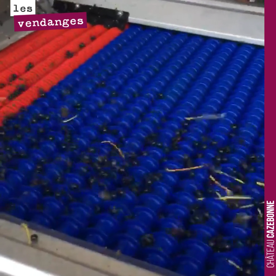 Tri de la vendange sur la table de tri pour notre cuvée d’entrée de gamme. La partie rouge permet d’éliminer les grains trop petits, pas mûrs. Sur la partie bleue, les baies mûres tombent avant d’ê...