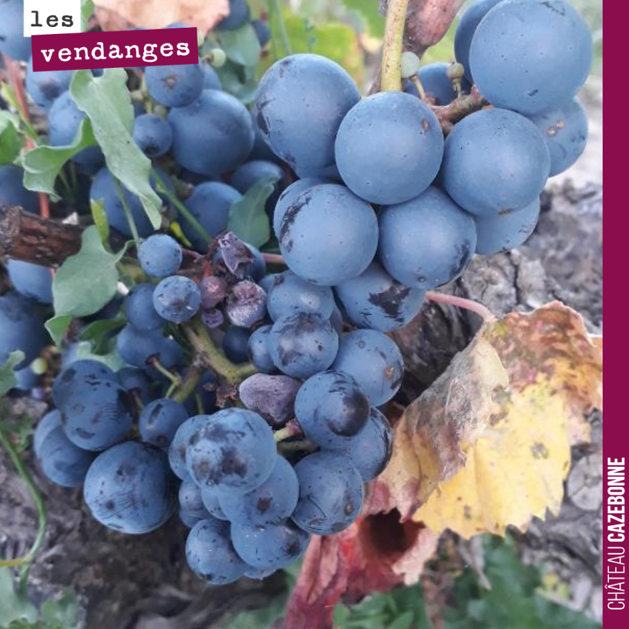 Aujourd’hui, on vendange le malbec. Une vieille parcelle de 60 ares sur notre plateau de Peyron. Si on rentre 20 hectos, on sera content. On a eu pas mal de millerandage sur cette parcelle comme on...