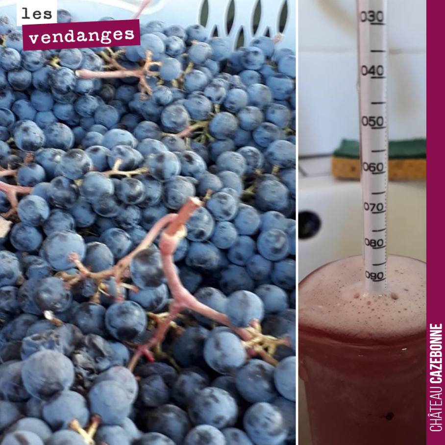 Hier, nous avons vendangé à la main, 358 très belles caisses de merlot.
C’est très bon. L’équivalent de 7000 bouteilles qui vont nous servir en assemblage pour notre grand vin ainsi que pour une c...