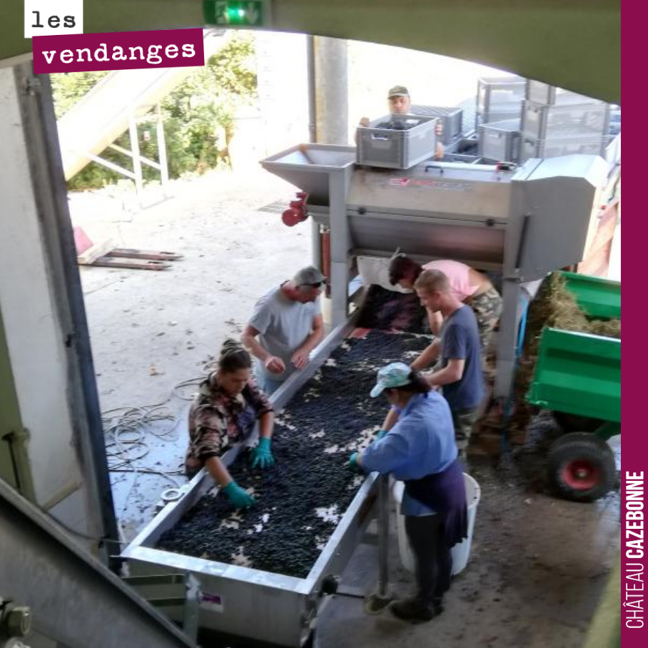 Pendant les vendanges, le tri est une étape essentielle. Il permet d’éliminer les feuilles, pétioles et autres raisins pas mûrs ou desséchés.
Les baies sont ensuite remontées intactes dans la cuve...
