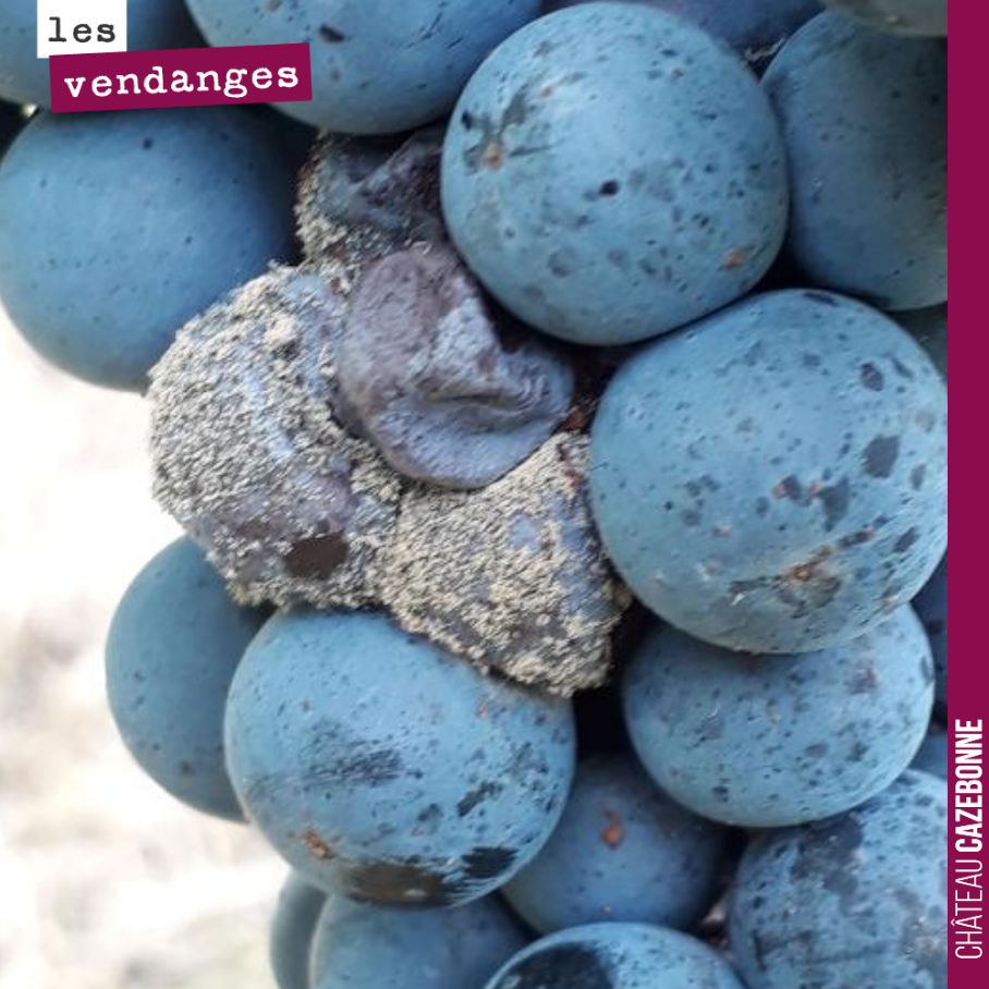 Le botrytis est bien là qui rode. Vendanger pas encore mûr sur cette parcelle ou laisser le botrytis se développer ? Choix cornélien. On va surveiller heure par heure, mais pour l’instant, on préfè...