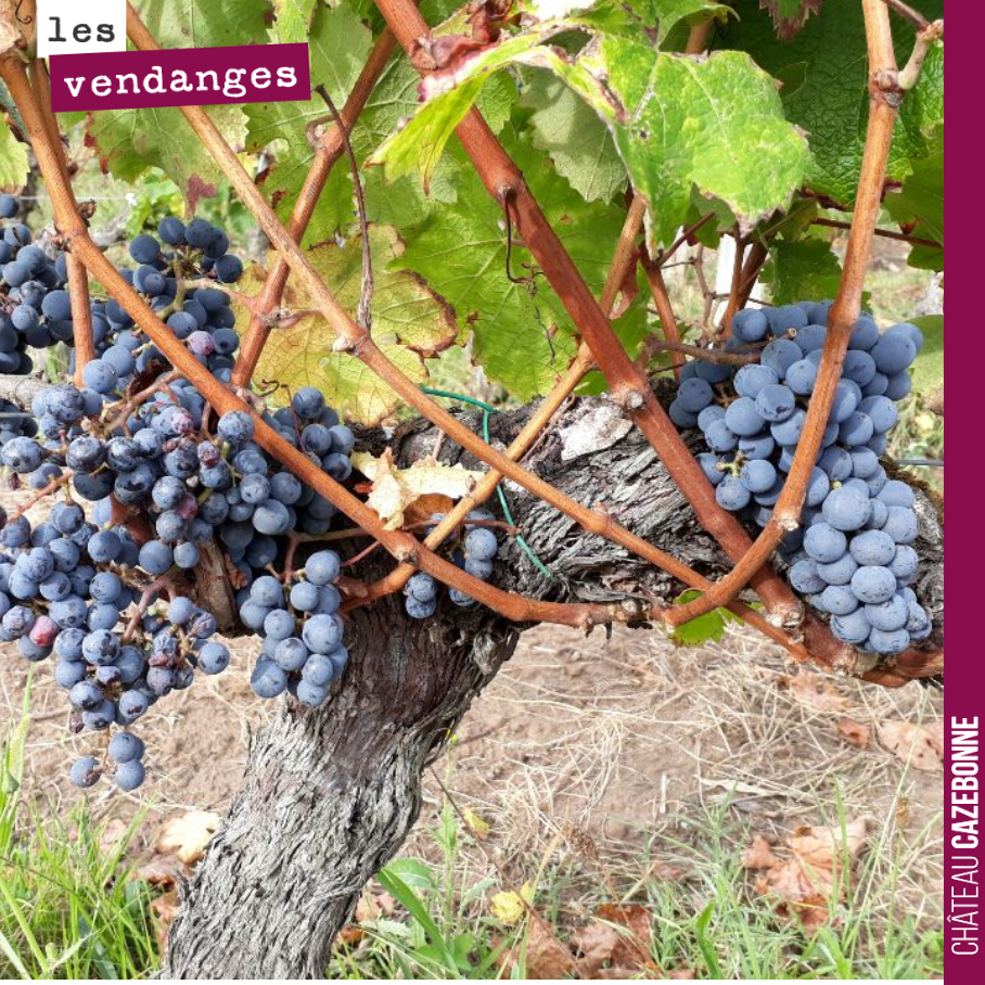 Sur un même cépage, on peut avoir 15 jours d’écart de maturité entre parcelles. On a rentré nos premiers merlot le 16 septembre (avec 14 degrés de tav) et ceux là ne seront pas rentrés avant vendre...