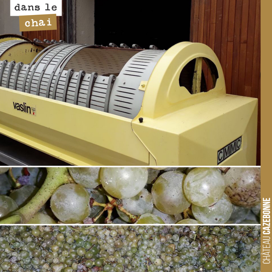 Le temps est venu après deux semaines de fermentation et macération de presser les deux amphores que nous avons laisser fermenter au contact des peaux. Une amphore de sauvignon a été totalement égr...