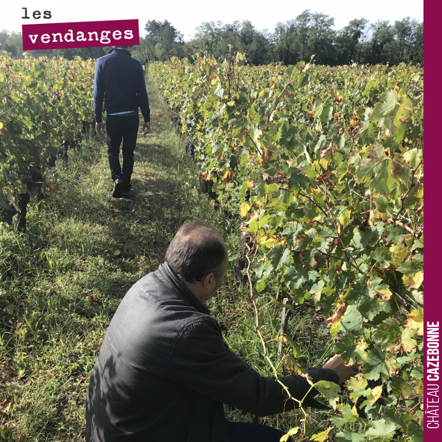 On a fait le tour hier avec David et Nicolas des parcelles pour goûter les raisins et décider des prochaines dates de vendanges. Le merlot est bien mûr, donc on devrait vendanger vendredi ce qu’il ...