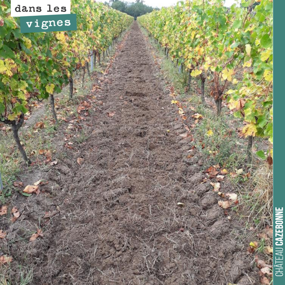 Les vendanges à peine terminées sur les premières parcelles, on commence nos couverts végétaux pour l’hiver. Fèveroles et blés anciens pour apporter azote et carbone.
De parfaites conditions, avec...