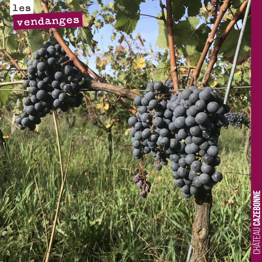 Ces belles grappes de cabernet franc sont maintenant prêtes pour la vendange manuelle, ce lundi matin...
Une très belle cuvée Parcellaire en perspective.