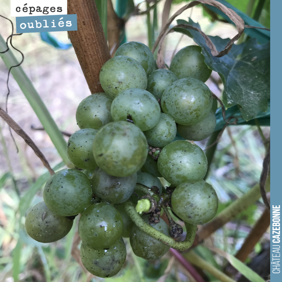 Bon, c’est pas mûr et cela ne mûrira pas cette année, mais quelle bonheur de voir cette petite grappe de Sauvignonasse sur notre surgreffage de printemps. Rendez vous l’année prochaine pour déguste...