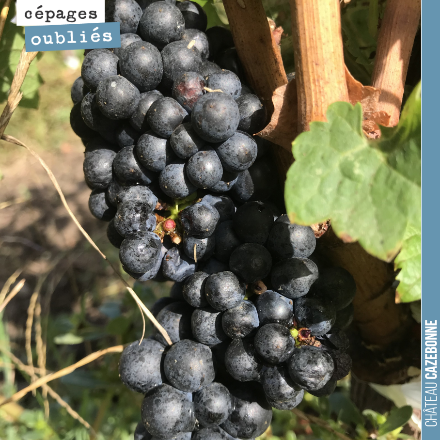 Le Castets commence à mûrir. Délicieux déjà sur ses arômes de fruits des bois, de framboise.
Vivement l’année prochaine.