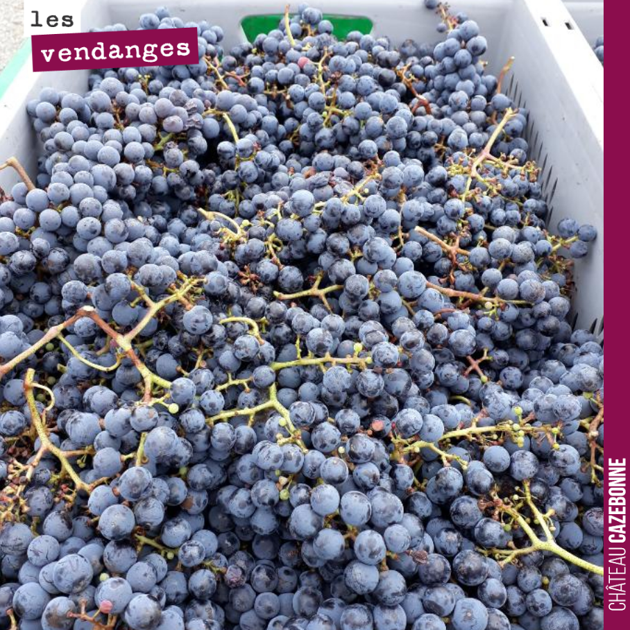 On a rentré hier nos cabernets francs. La qualité est là avec des francs bien mûrs, en excellent état sanitaire. On ne peut pas dire que l’année soit précoce : 30 septembre pour les cabernets franc...