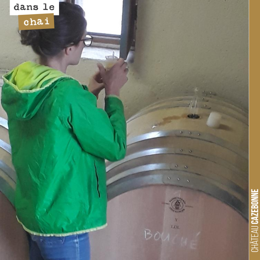Marion à la manœuvre pour contrôler tous les jours comment avancent les fermentations sur les blancs en barriques.