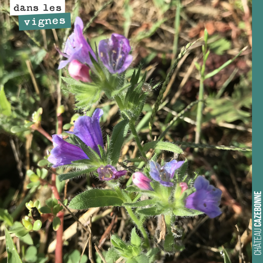 De jolies fleurs dans les rangs de vignes. Quelqu’un connait-il son nom ?
