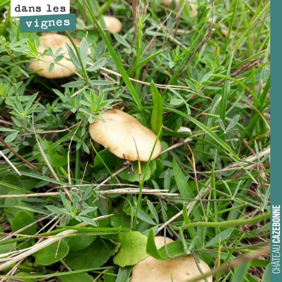 Les champignons sont de sortie.
Cela veut dire que le botrytis n’est pas loin. Mais que l’on va aussi aller pouvoir ramasser les cèpes !