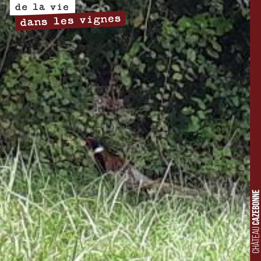 Un faisan aux abords d’une parcelle.