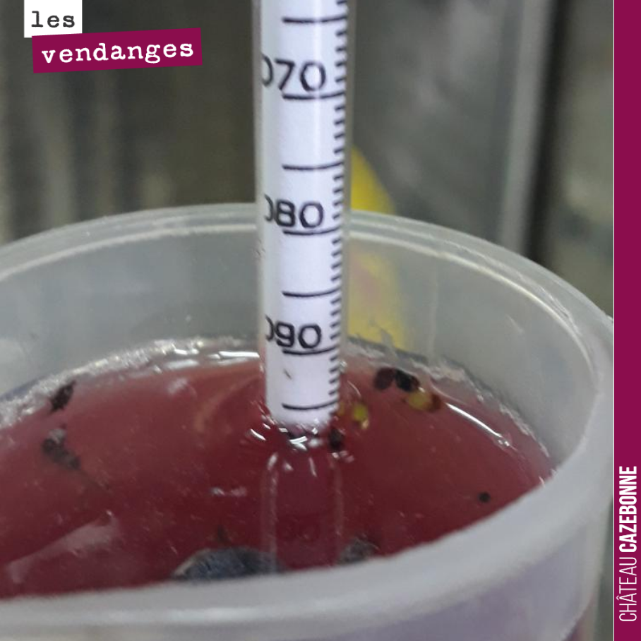 Dernière ligne droite des vendanges avec les cabernet sauvignon. Et c’est bien mûr. Plus d’odeur de poivron vert, place à la complexité du cabernet.
Cela va être le branle-bas de combat dans les p...