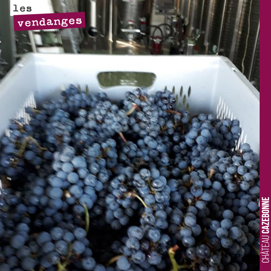 La vendange sur nos cabernet sauvignon est très belle. On ne pouvait guère pousser plus loin la maturité. Certaines grappes étaient en train de lâcher et il a fallu trier sur place. Mais le résulta...