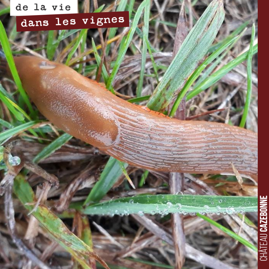 L’automne et son humidité est bien là. Les limaces sont de retour et semblent apprécier.