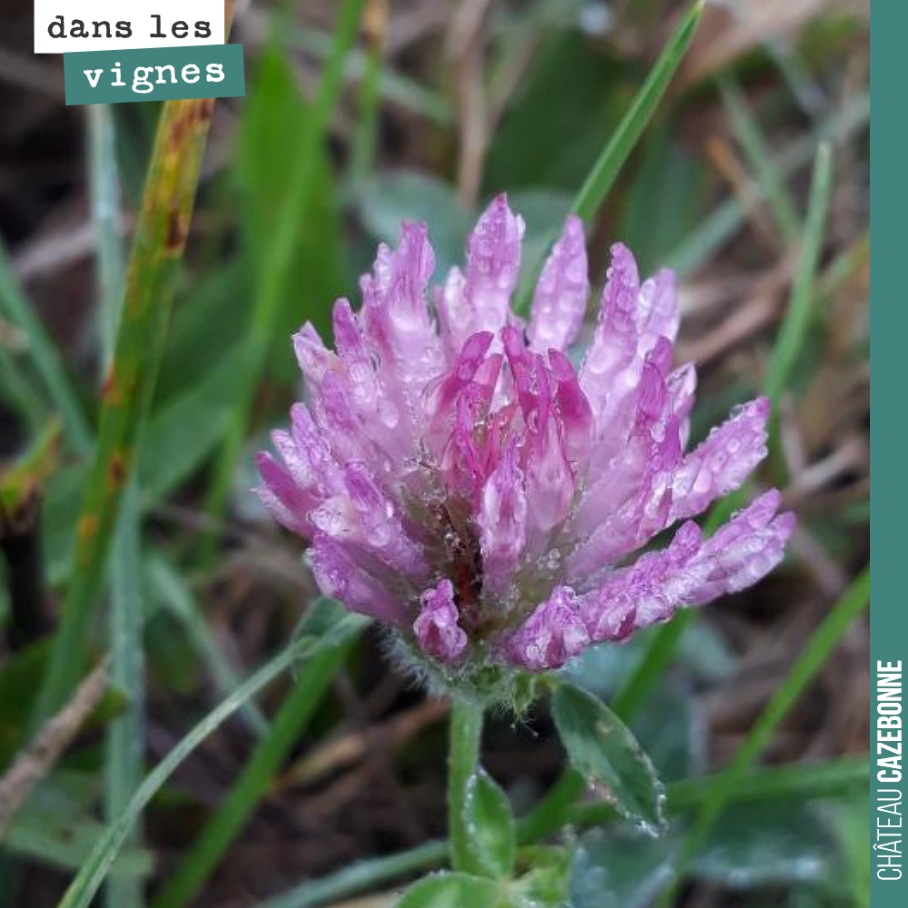 Fleur de trèfles.
Souvenirs d’enfance, où j’adorais sucer les tiges une par une, pour savourer cette petite impression sucrée.
La fleur de trèfle peut servir en cuisine, pour parfumer une salad...