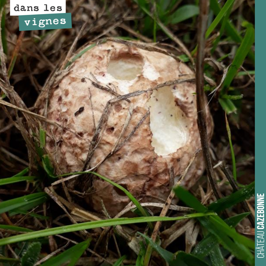 Les champignons sont de sortie. On surveille le botrytis dans nos parcelles qui peut nous faire perdre très vite la récolte. Quelques foyers par ci par là, mais pas grand chose.
On clôture les ven...
