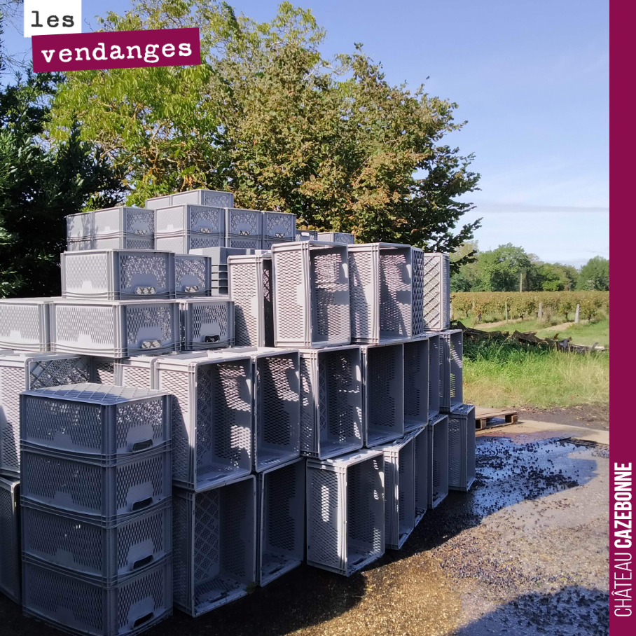 Clap de fin. On nettoie les caisses de vendanges. Le millésime 2019 s’est terminé aujourd’hui.
Un très beau millésime en perspective.