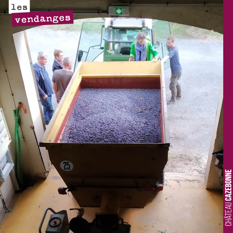 Quel bonheur pour nous de rentrer une belle benne, pleine de cabernet-sauvignon. Hâte de goûter cela, une fois les fermentations terminées !