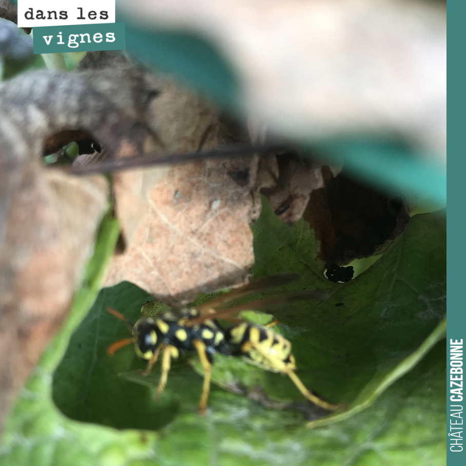 La guêpe se repose au soleil, sur une feuille de vigne, certainement repue du jus des derniers raisins.