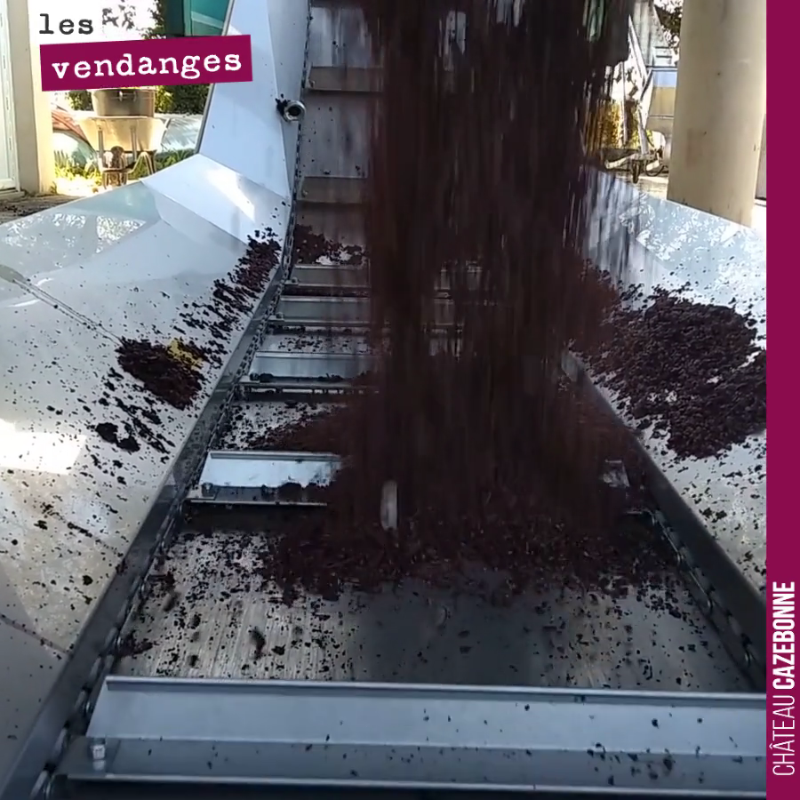 Un vin rouge effectue sa fermentation au contact des peaux de raisin, ce qui lui donne sa couleur et sa structure tannique. Une fois les fermentations terminées, on écoule la cuve et on presse les ...