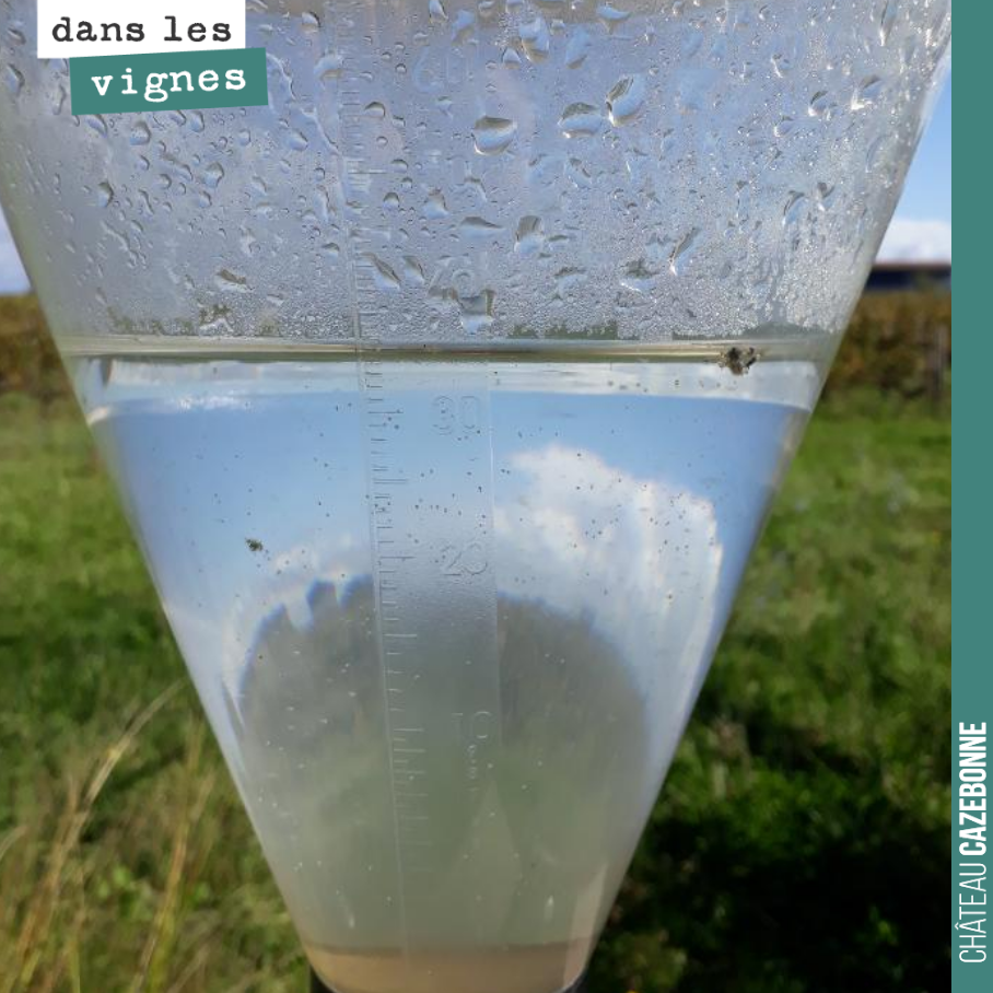 35 millimètres d’eau en 24 heures chez nous et de la grêle chez certains.
Pour ceux qui ont encore des liquoreux à rentrer, ce n’est pas une bonne nouvelle du tout.
Nous, on se réjouit d’avoir fi...