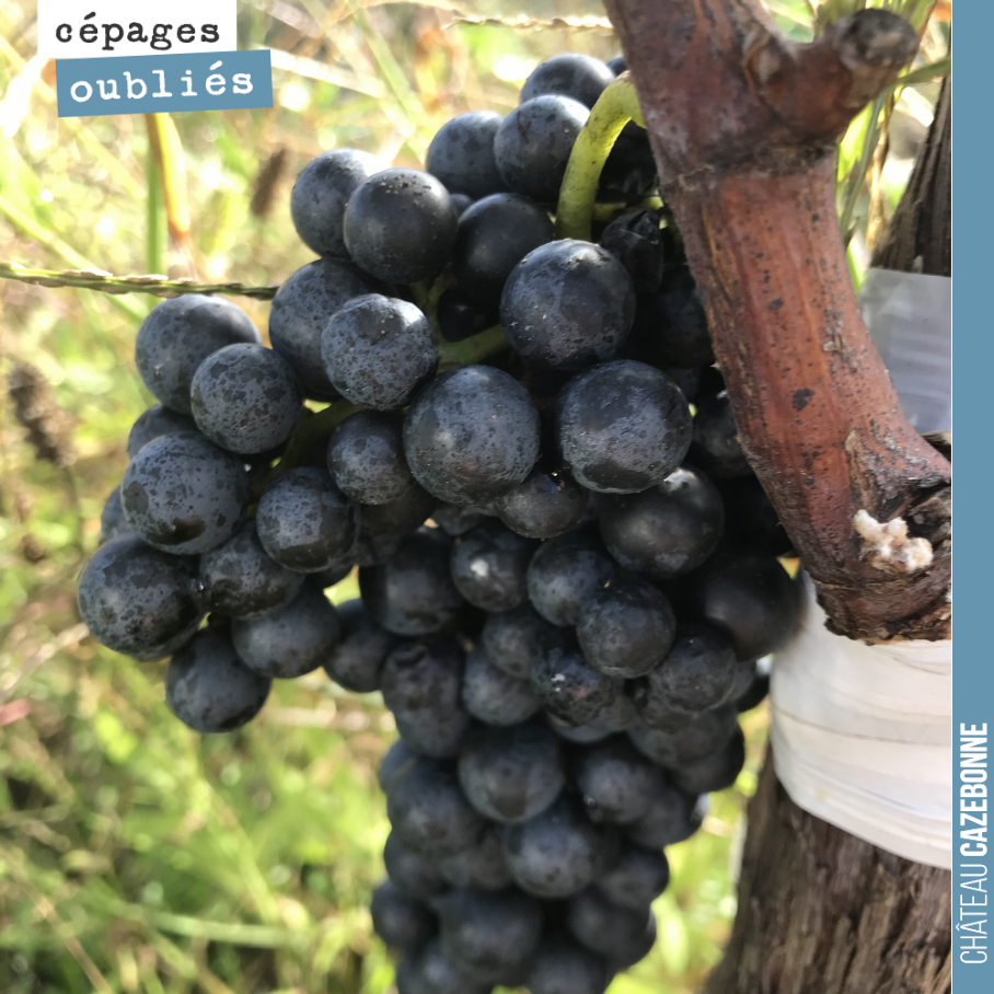 Magnifique grappe de Mancin sur notre vigne surgreffée. Le raisin n’a pas atteindre sa parfaite maturité cette année. Vivement l’année prochaine !