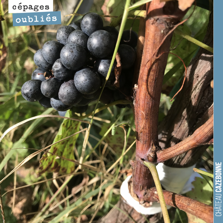 Jolie petite grappe de Castets. Vivement l’année prochaine pour notre première récolte de ce cépage historique de Bordeaux.