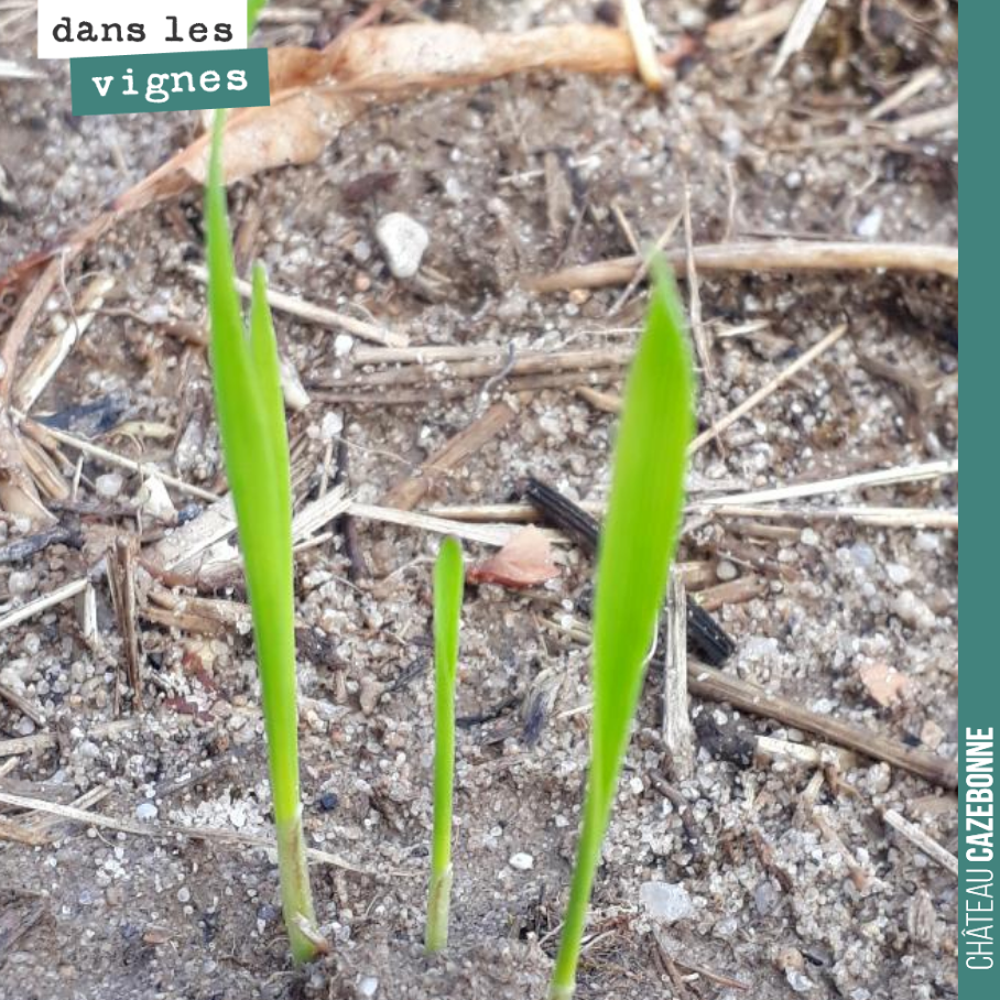 La levée de nos semis de blés anciens est magnifique. On a semé 3 hectares. Pas de plantation l’année prochaine encore sur cette parcelle. On laisse la terre se reposer et on plantera quelques cépa...