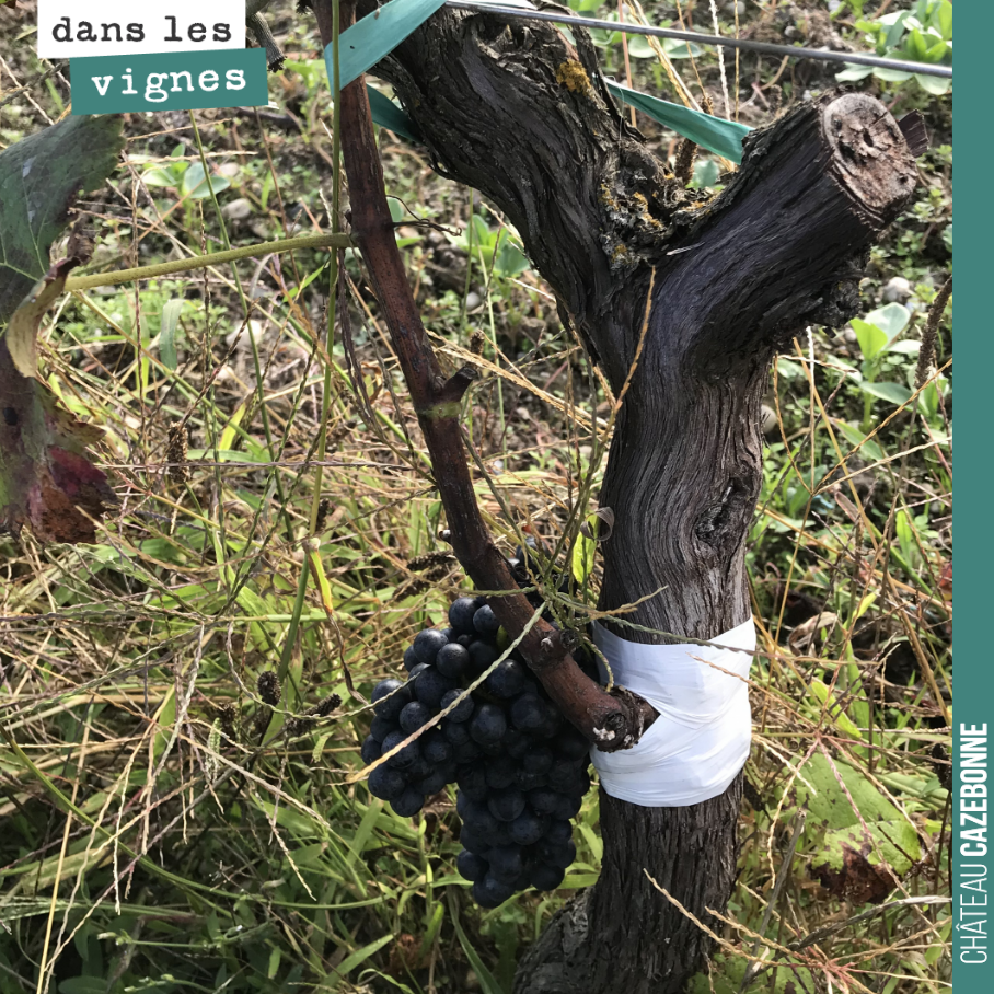 Un surgreffage qui a bien fonctionné sur ce pied. Il nous restera à restructurer le pied autour de la greffe. Le taux de réussite n’a pas été bon cette année. Il faudra regreffer un quart des pieds...